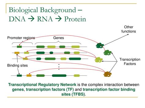 PPT Inferring Prototypical Transcriptional Regulatory Network From