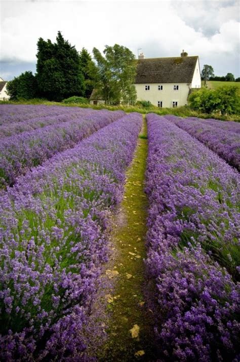 French Lavender Fields | Content in a Cottage