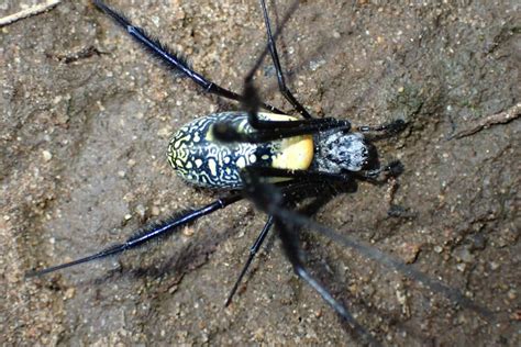 Hairy Golden Orb Weaving Spider From Sabiepark Sabie Park 1260 South