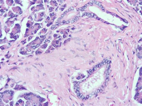 Histology Of Human Pancreas Tissue Stock Photo Image Of Biology