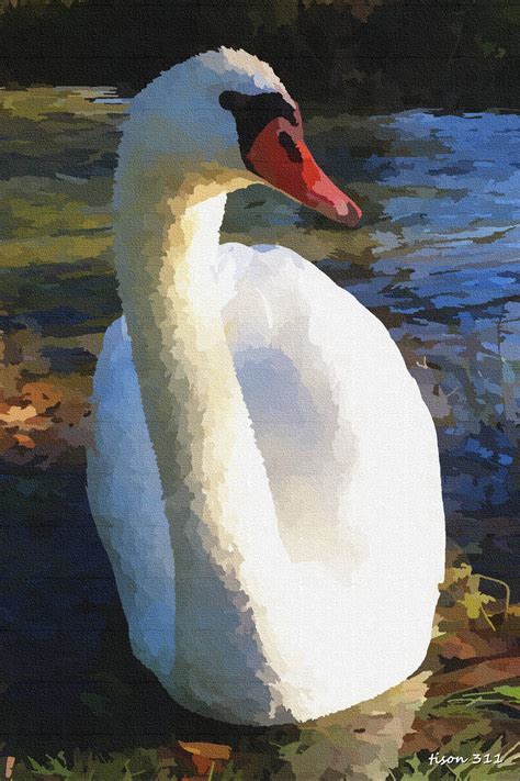 Cygne 001 03 by tison311 on DeviantArt