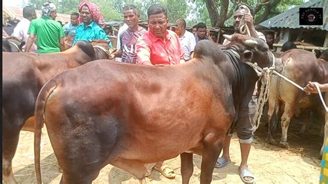 আজ বুধবার ১৫ মে২৪ খামার উপযোগী কুরবানির দাঁতালো দেশাল জাতের ষাঁড়