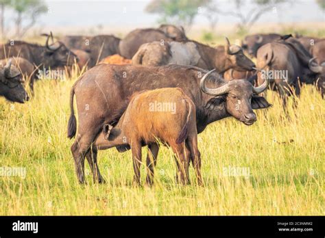 A female african buffalo or Cape buffalo (Syncerus caffer) nursing ...