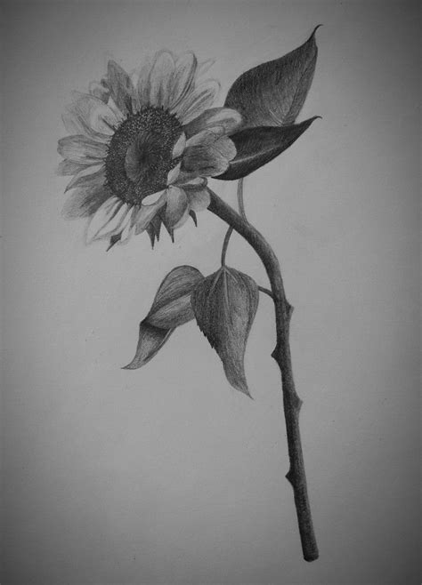 Girassol Da My Sunflower Drawing Small Tattoos Flower Drawing