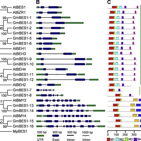 Phylogenetic Relationships Gene Structures And Conserved Motifs Of