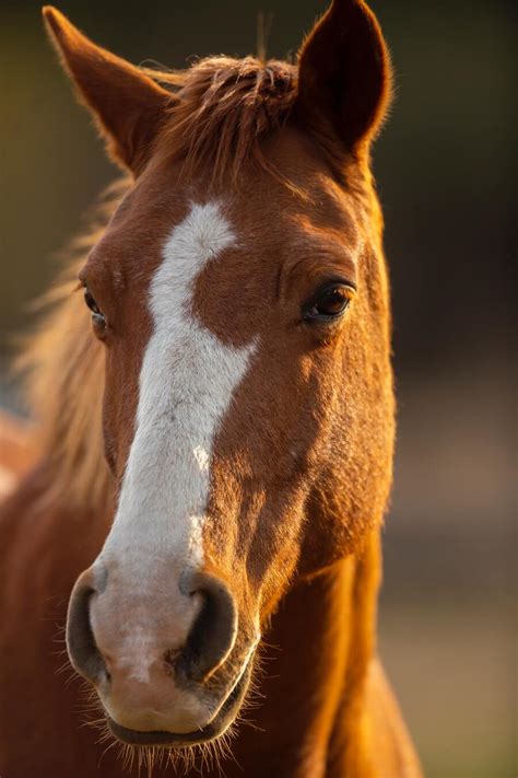 11 Dead Horse Spiritual Meaning And Symbolism