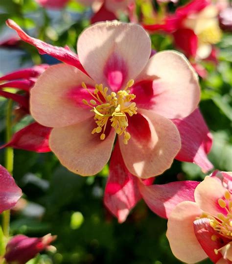 Aquilegia X Earlybird Red Yellow Earlybird Red Yellow Columbine From