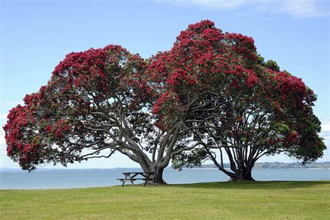 The Kiwi Christmas Tree – New Zealand’s Pohutukawa – The Treeographer