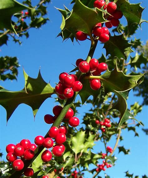 Hulst - Ilex aquifolium L. - Herbarium