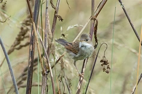 Kostenlose Foto Natur Ast Vogel Tierwelt Fauna Wirbeltier Spatz