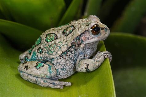 San Lucas Marsupial Frog Gastrotheca Pseustes South America