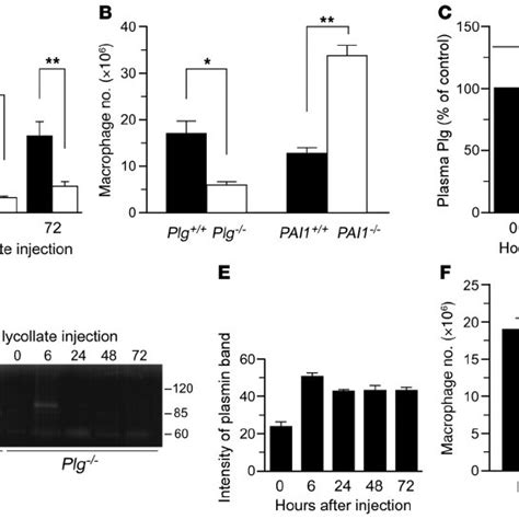 Plg Activation Is Required For Macrophage Recruitment A Macrophage