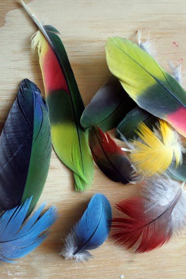 RobinCharlotte ~ Nature Fashion Art: secert obession ~ parrot feathers