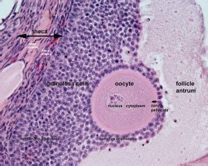 Oocyte Development - Embryology