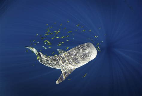 Who are the Biggest Animals in the Ocean? - Ocean Conservancy