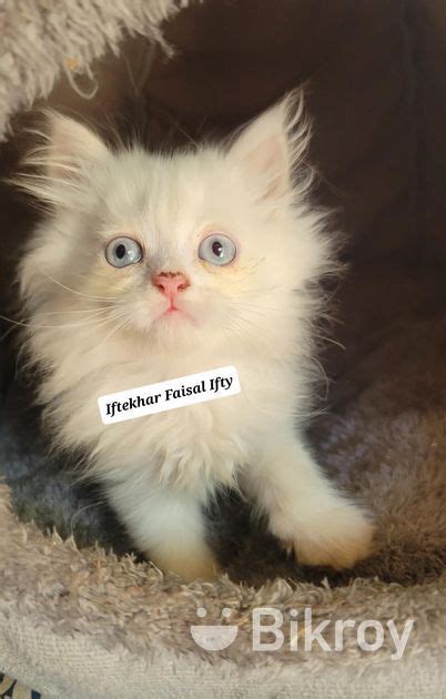 Blue Eyes Persian For Sale In Halishahar Bikroy