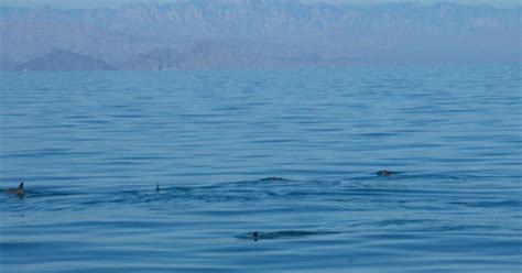 Vaquita marina sighting is reason to celebrate and ramp up conservation efforts