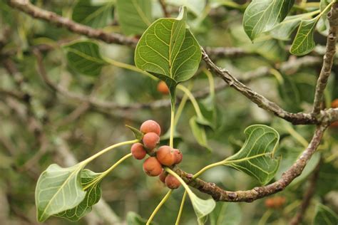 Journeys across Karnataka: Ficus Krishnae at Karnatak University, Dharwad