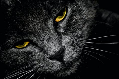 Signs Your Cat May Have Eye Problems Pethelpful