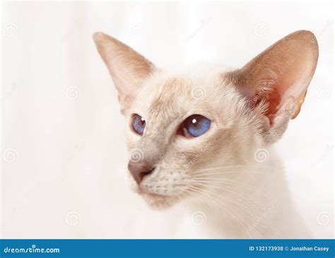 Portrait of Lilac Point Siamese Cat Stock Photo - Image of lilac, large ...