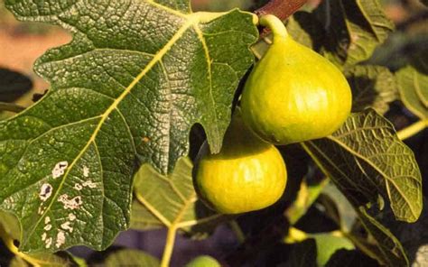 Milk Figs Or Canary Figs Are There Differences Marca Canaria