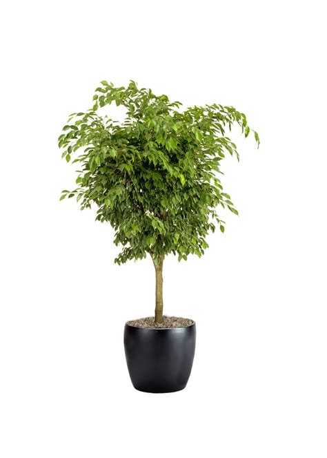 Ficus Benjamina Phillip S Interior Plants Displays