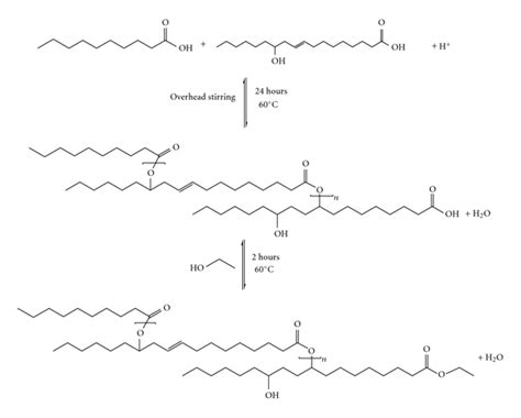 Reaction Of Estolide Ester Formation Between Ricinoleic Acid And