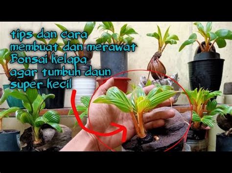 Cara Membuat Bonsai Kelapa Daun Super Kecil Kerdil Bonsaikelapakerdil