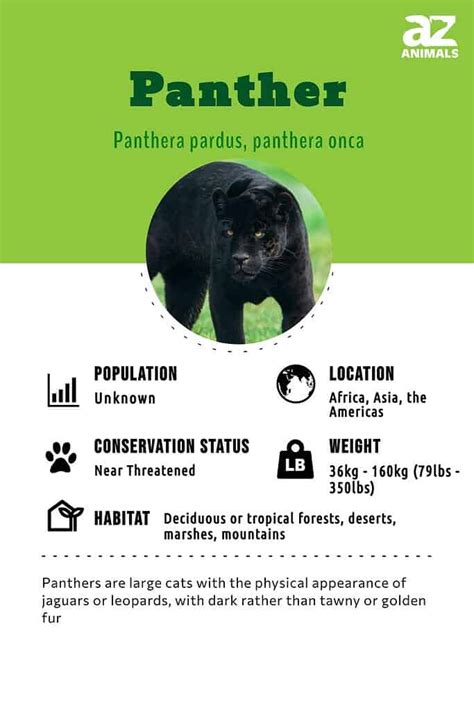 Panther - A-Z Animals