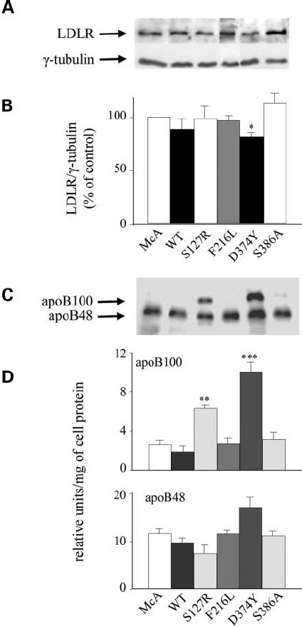 Effect of expression of PCSK9 in McA cells on LDL receptor content ( A ...