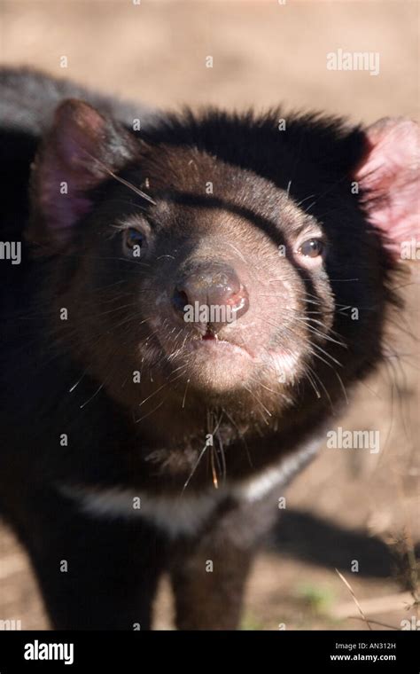 Sarcophilus Harrisi Tasmanian Devil Hi Res Stock Photography And Images