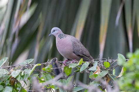 Spotted Dove Laura Erickson Flickr