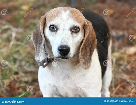 Cute Senior Female Beagle Dog with Floppy Ears and Sad Eyes Stock Image - Image of beagle ...