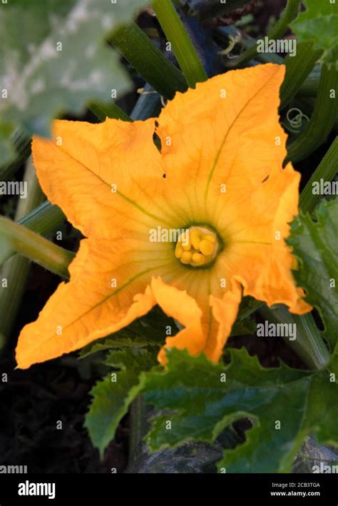 Flor De Calabac N Org Nica Amarilla Profunda Nica Con Follaje Verde