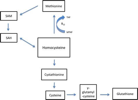 Homocysteine Metabolism Abbreviations SAM S Adenosyl Methionine