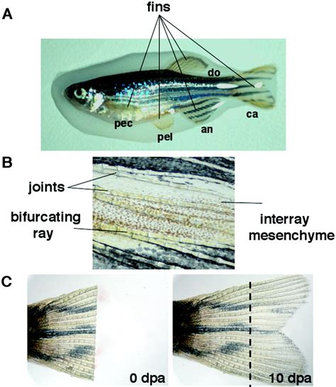 Tales Of Regeneration In Zebrafish Poss 2003 Developmental