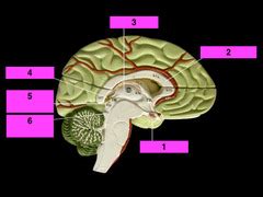 Human Anatomy Lab Brain Ear Eye Circulatory Respiratory Digestive