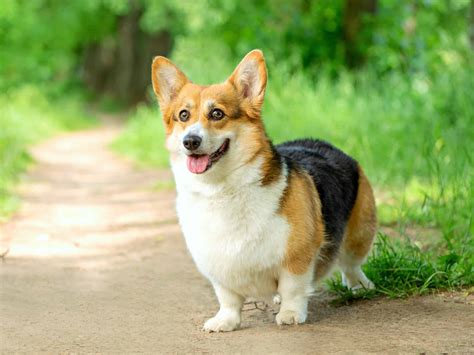 41 Tricolor Dog Breeds: Black, Brown & White (With Pictures!)