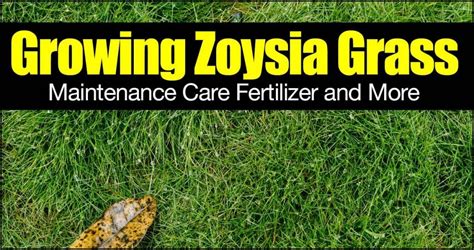 Best Fertilizer For Zoysia Grass The Garden