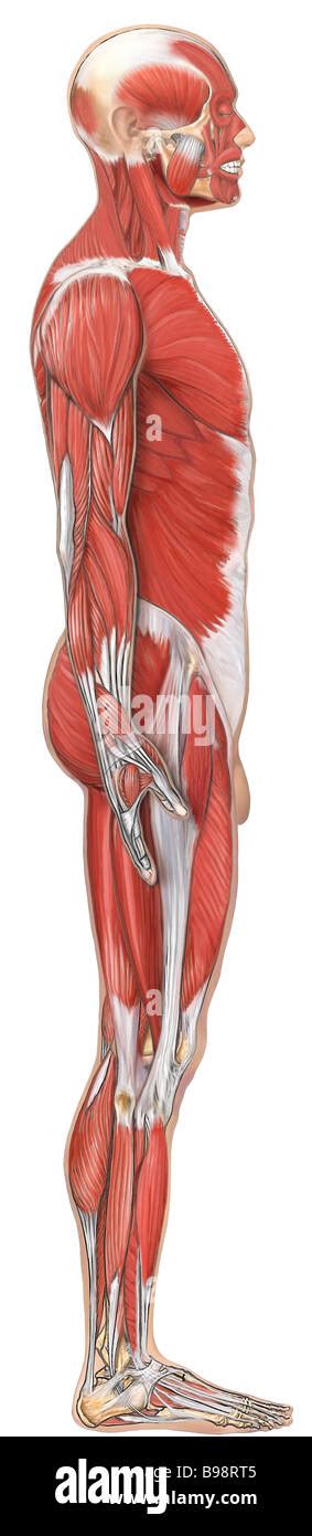 Anatomie Der Muskulatur Seitliche Ansicht Stockfotografie Alamy