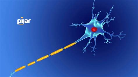 Jaringan Saraf pada Hewan: Pengertian, Letak, Fungsi, Sel, dan Strukturnya - Pijar Article
