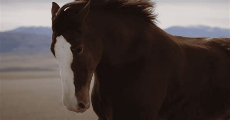 Budweiser's new Clydesdale Super Bowl ad is an emotional reminder of ...