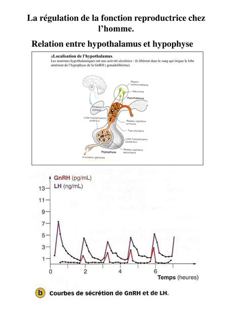 Ppt La R Gulation De La Fonction Reproductrice Chez Lhomme