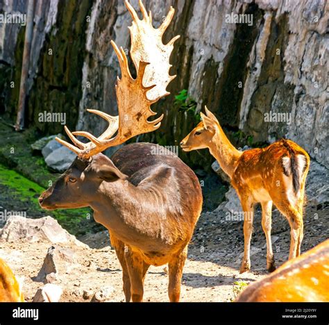 Deer In Yerevan Zooarmenia Stock Photo Alamy