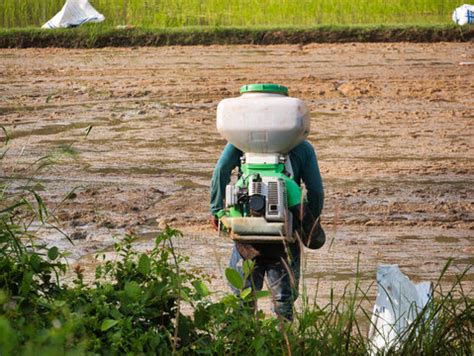 "Rice Planting" Images – Browse 2,058 Stock Photos, Vectors, and Video ...