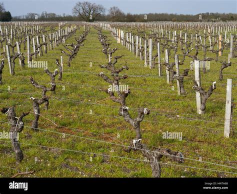 Vine rows in the medoc, Aquitaine, France Stock Photo - Alamy