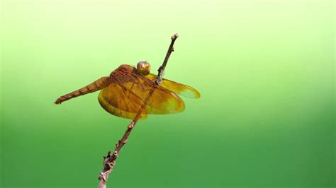 Premium Stock Video Dragonfly Coppertone Velvetwing Neurothemis