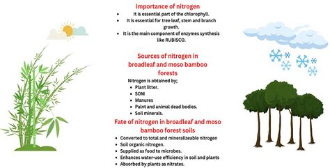 Frontiers Soil Nitrogen Dynamics In Natural Forest Ecosystem A Review