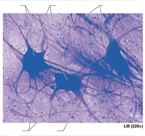 Nervous Tissue Pt 2 Diagram Quizlet