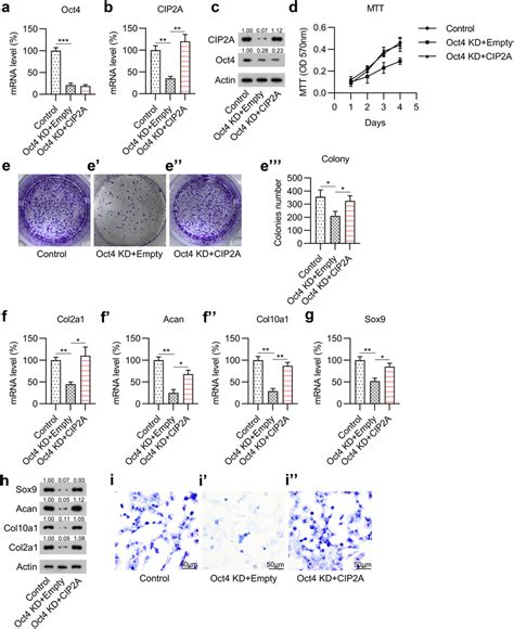 Overexpression Of Cip2a In Mscs With Silenced Oct4 Mesenchymal Stem